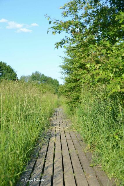 Holzsteg im Heckenbereich des Wietzeparks Langenhagen (Foto: Archiv Katja Woidtke 2013) | Foto: Katja Woidtke