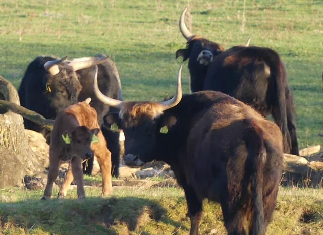 An der Stever  bei Kükelsum am Sonntag, 28.02.2021
