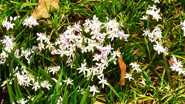 4. März 2021. Mischtschenko-Blaustern. Bleibt gesund! Deutsches Hörzentrum Hannover, Karl-Wiechert-Allee, Hannover.