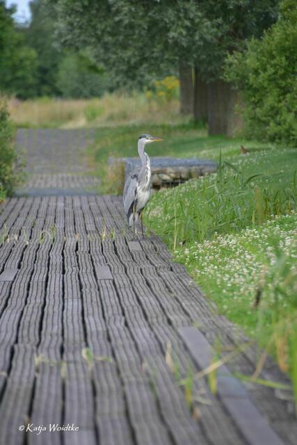Spannende Begegnung mit einem Graureiher auf em Holzsteg am Gewässer im Wietzepark Langenhagen (Foto: Archiv Katja Woidtke 2012) | Foto: Katja Woidtke