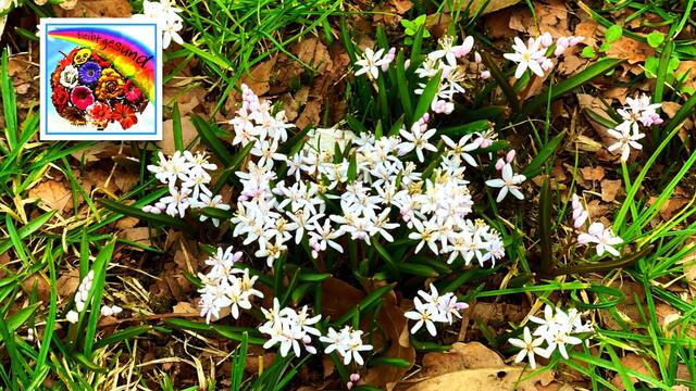 4. März 2021. Mischtschenko-Blaustern. Bleibt gesund! Deutsches Hörzentrum Hannover, Karl-Wiechert-Allee, Hannover.