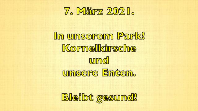 7. März 2021. In unserem Park. Kornelkirsche und unsere Enten. Bleibt gesund!