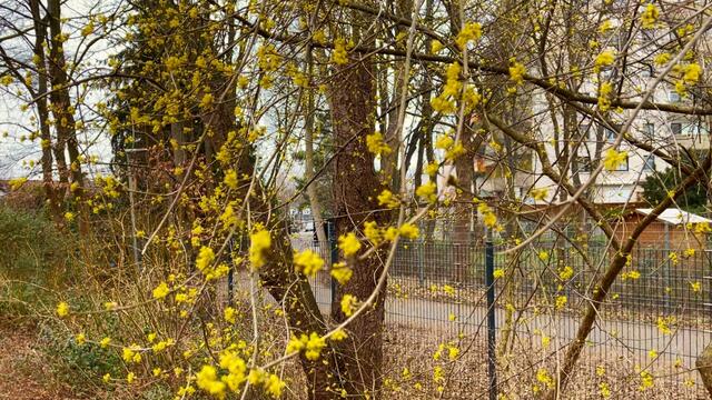 7. März 2021. In unserem Park. Kornelkirsche und unsere Enten. Bleibt gesund!