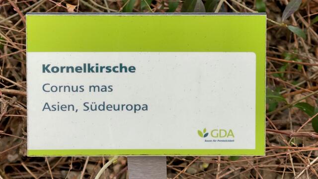 7. März 2021. In unserem Park. Kornelkirsche und unsere Enten. Bleibt gesund!