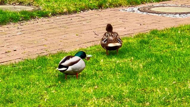 7. März 2021. In unserem Park. Kornelkirsche und unsere Enten. Bleibt gesund!
