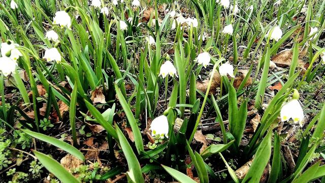 Im Gutspark in Großjena blühen die Märzenbecher und Schneeglöckchen / 10.3.2021 !