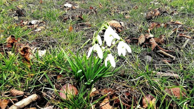 Im Gutspark in Großjena blühen die Märzenbecher und Schneeglöckchen / 10.3.2021 !
