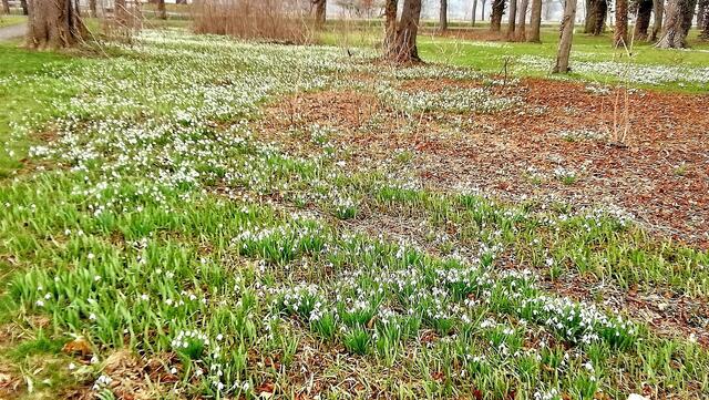 Im Gutspark in Großjena blühen die Märzenbecher und Schneeglöckchen / 10.3.2021 !