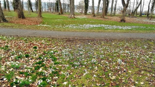 Im Gutspark in Großjena blühen die Märzenbecher und Schneeglöckchen / 10.3.2021 !