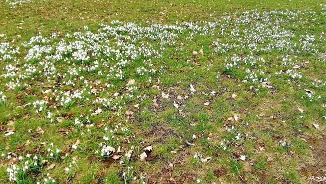 Im Gutspark in Großjena blühen die Märzenbecher und Schneeglöckchen / 10.3.2021 !