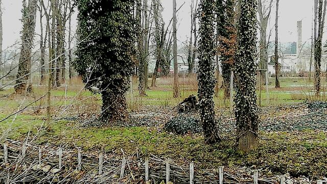 Im Gutspark in Großjena blühen die Märzenbecher und Schneeglöckchen / 10.3.2021 !