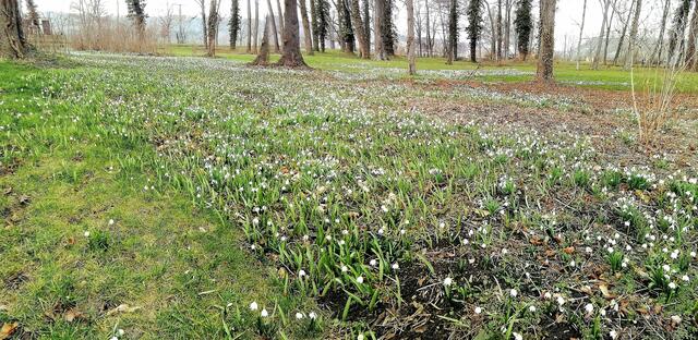 Im Gutspark in Großjena blühen die Märzenbecher und Schneeglöckchen / 10.3.2021 !