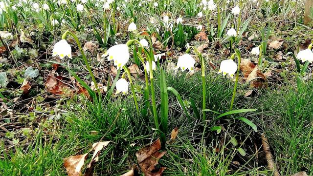 Im Gutspark in Großjena blühen die Märzenbecher und Schneeglöckchen / 10.3.2021 !