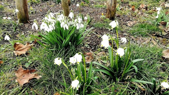Im Gutspark in Großjena blühen die Märzenbecher und Schneeglöckchen / 10.3.2021 !