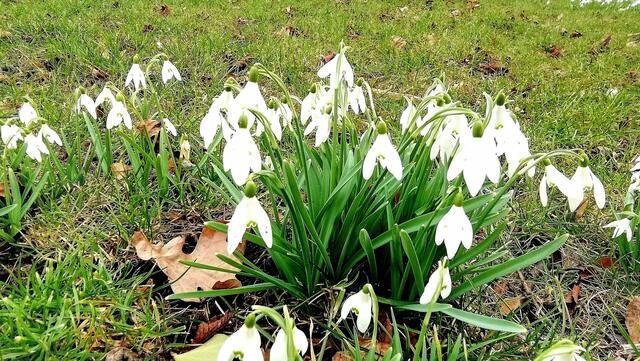 Im Gutspark in Großjena blühen die Märzenbecher und Schneeglöckchen / 10.3.2021 !