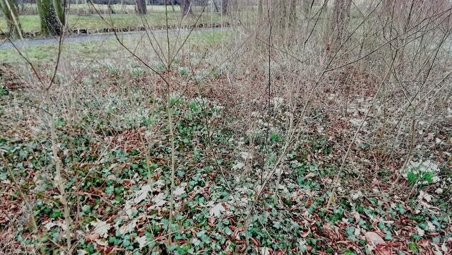 Im Gutspark in Großjena blühen die Märzenbecher und Schneeglöckchen / 10.3.2021 !