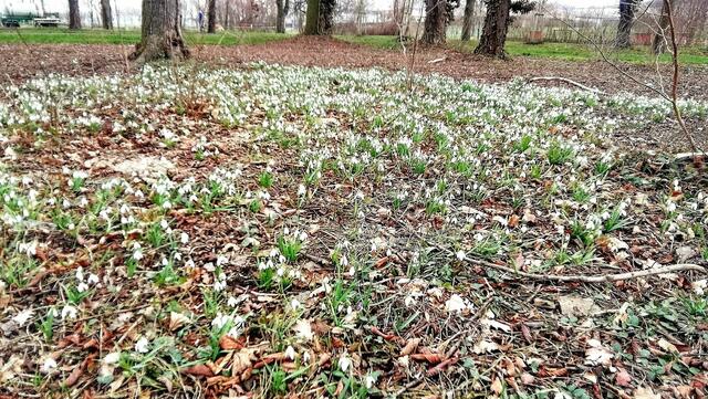 Im Gutspark in Großjena blühen die Märzenbecher und Schneeglöckchen / 10.3.2021 !