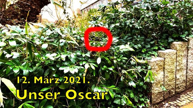12. März 2021. Spaziergang in unserem Park.  Wer kennt unseren OSCAR?