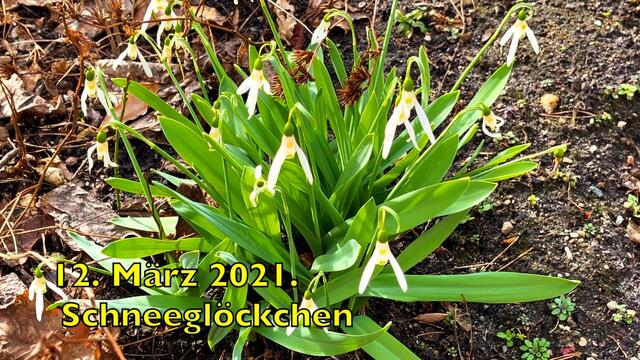 12. März 2021. Spaziergang in unserem Park. Bleibt gesund!