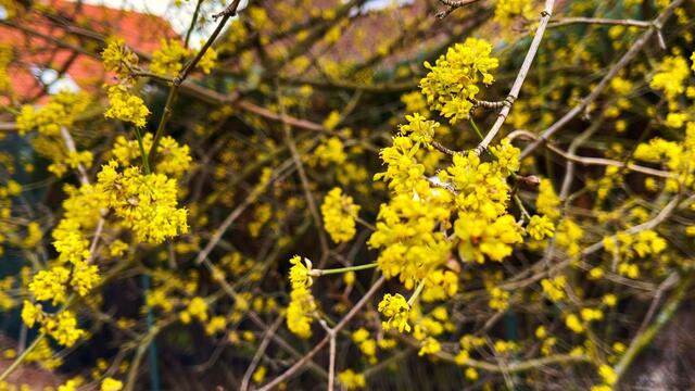 12. März 2021. Spaziergang in unserem Park. Bleibt gesund!