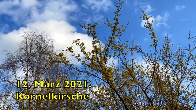 12. März 2021. Spaziergang in unserem Park. Bleibt gesund!