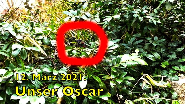 12. März 2021. Spaziergang in unserem Park.  Wer kennt unseren OSCAR?