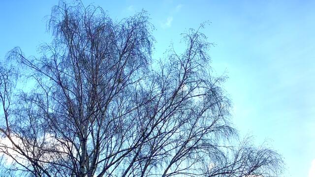 12. März 2021. Spaziergang in unserem Park. Bleibt gesund!