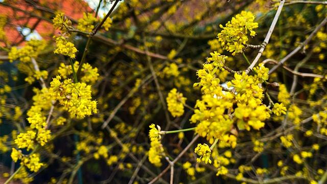 12. März 2021. Spaziergang in unserem Park. Bleibt gesund!