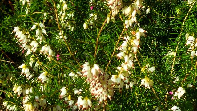 12. März 2021. Spaziergang in unserem Park. Bleibt gesund!