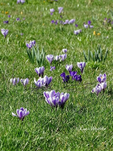 Ein Hauch von Frühling - Krokuswiese in Hannover Burg (Foto: Katja Woidtke) | Foto: Katja Woidtke