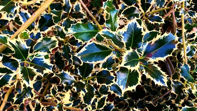 Januar und Februar 2021.  Spaziergang II. in unserem Park! Bleibt gesund!.