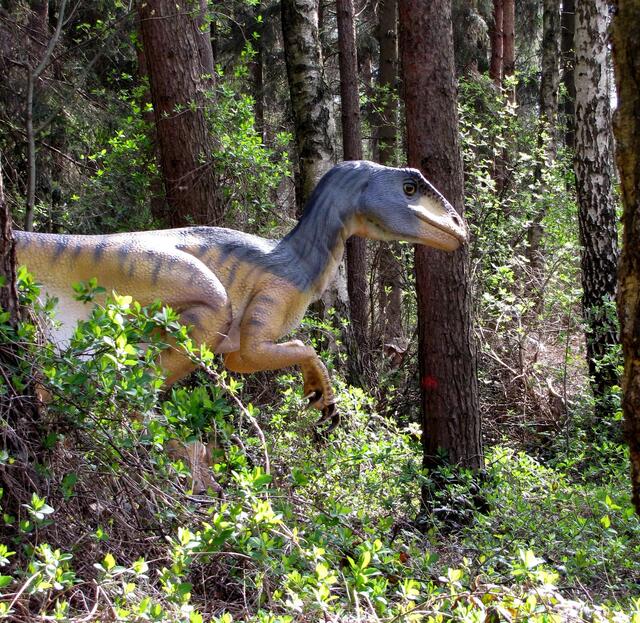 Aus ihnen konnten die Raptoren aus dem Hinterhalt jagen.