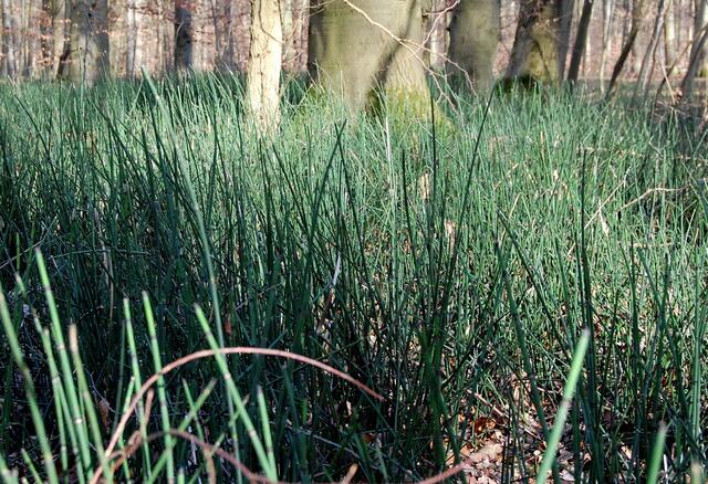 Es entstanden undurchdringliche, sumpfige Urwälder, auch aus Schachtelhalmen, aus denen sich die Steinkohle bildete.