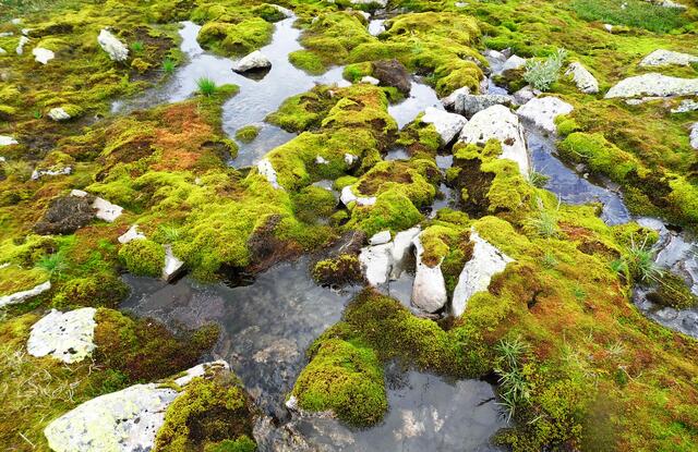Die ersten Pflanzen besiedelten vor fast 500 Millionen Jahren das Land. Es waren Flechten und Moose.