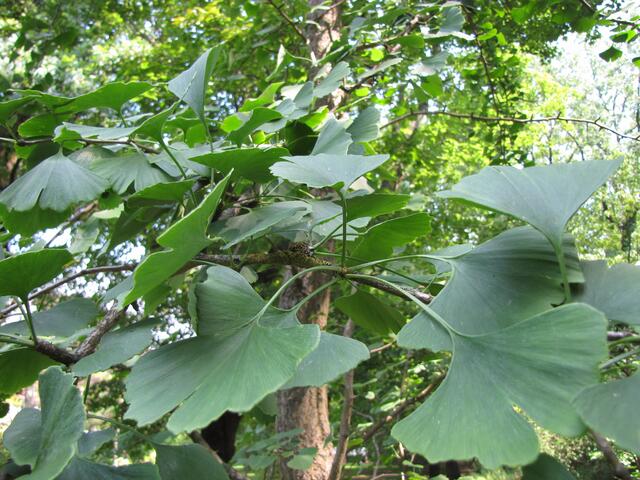 Die frühen Vorfahren des Gingko sind vor 250 Millionen Jahren entstanden. Eine Art, in China heimisch, hat sich bis heute erhalten.