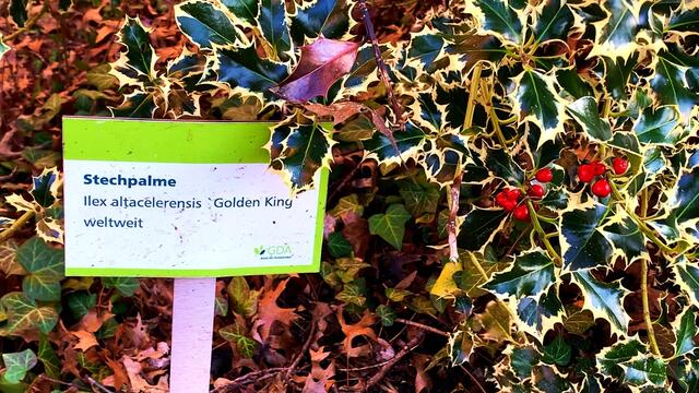 Januar und Februar 2021.  Spaziergang II. in unserem Park! Bleibt gesund!.