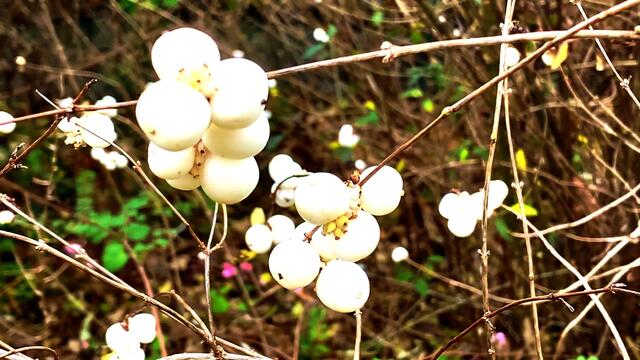 Januar und Februar 2021.  Spaziergang II. in unserem Park! Bleibt gesund!.