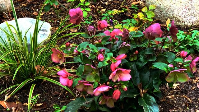 Januar und Februar 2021.  Spaziergang II. in unserem Park! Bleibt gesund!.