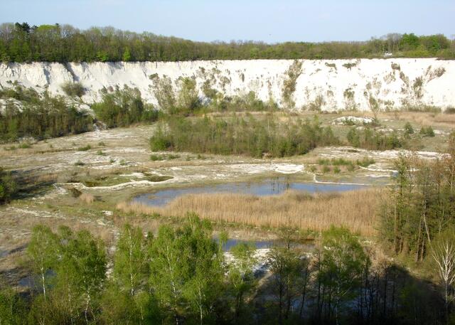 Das war in der Kreidezeit, die vor über 130 Millionen Jahren begann und rund 65 Millionen Jahre andauerte. Deren Ende besiegelte das vorletzte große Massenartensterben, dem fast alle Dinosaurier zum Opfer fielen. Der Aufstieg der Säugetiere begann.