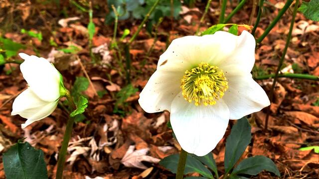 Januar und Februar 2021.  Spaziergang II. in unserem Park! Bleibt gesund!.