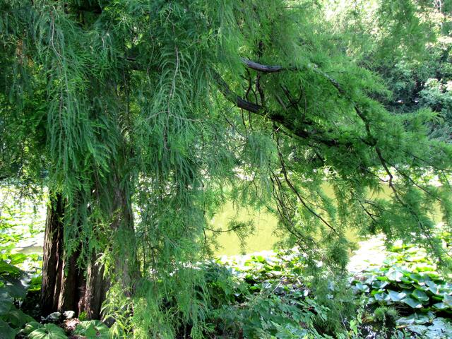 Im feuchtwarmen Klima gediehen auch die Sequoien, Vorfahren heutiger Nadelbäume und bildeten Wälder.
