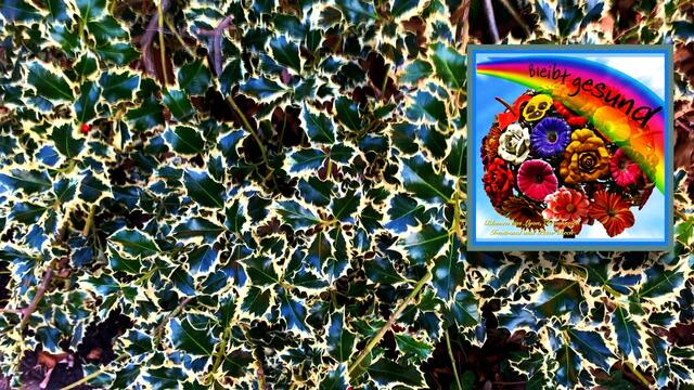 Januar und Februar 2021.  Spaziergang II. in unserem Park! Bleibt gesund!.
