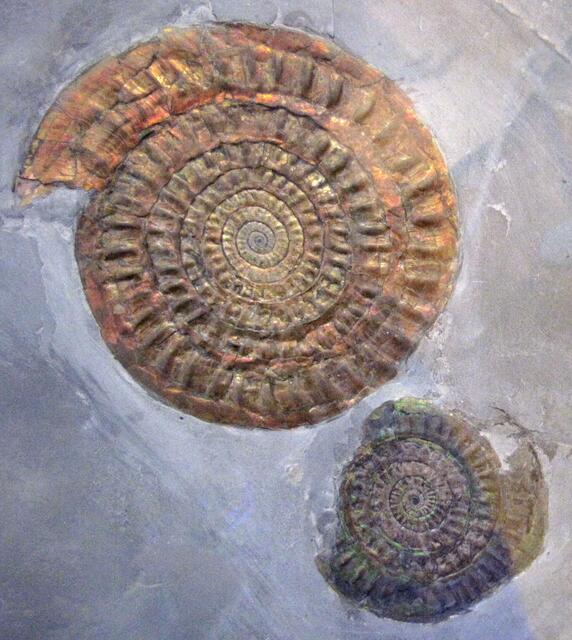 Durch Fossilien, Versteinerungen in den Gesteinsschichten der verschiedenen Erdzeitalter, weiß die Wissenschaft heute über die damaligen Lebewesen gut Bescheid.