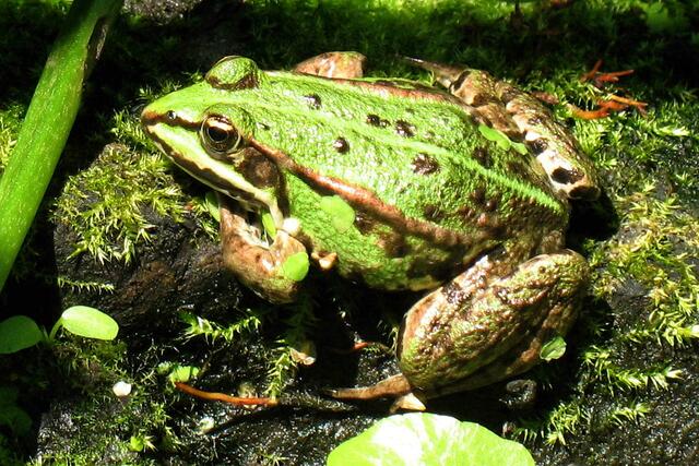 Zu den ersten Tierarten, die das Meer verließen und sich an Land ausbreiteten, gehörten die Amphibien. Frösche gibt es seit rund 150 Millionen Jahren. Zum Vergleich: einen ersten Frühmenschen seit etwa 5 Millionen Jahren. | Foto: Christel Wolter