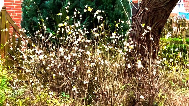 Januar und Februar 2021.  Spaziergang II. in unserem Park! Bleibt gesund!.