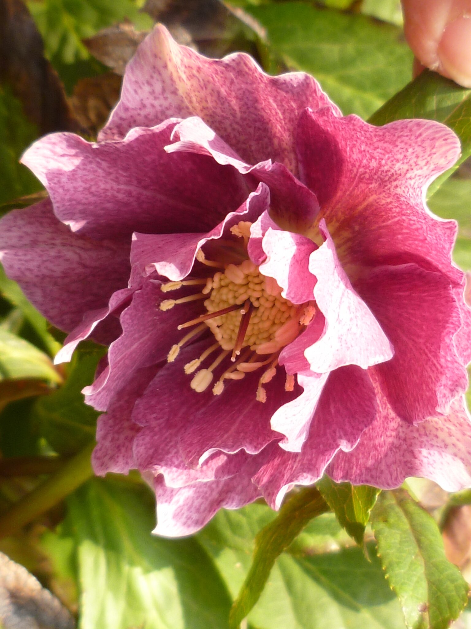 Die Lenzrose ist endlich erblüht ! Sehnde