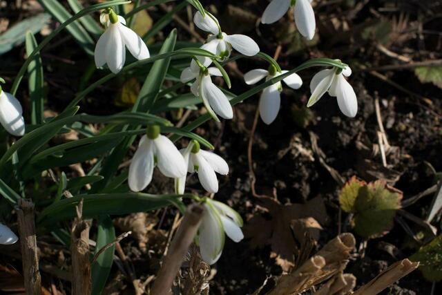 Schneeglöckchen kamen schon Ende Februar