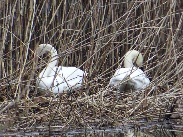 Beim Nestbau schwimmt der männliche Schwan mit dem Rücken zum Nest auf dem das Weibchen sitzt und reicht diesem mit einer rückwärtsgerichteten Bewegung von Kopf und Hals das Nistmaterial