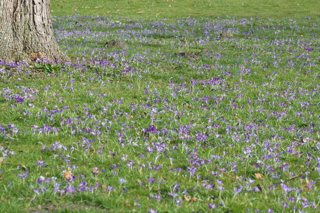 Krokusse überall