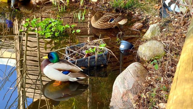24. März 2021. Am kleinen Teich in unserem Park. Bleibt gesund!